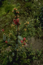 Spar - Picea bicolor