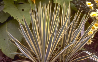 Palmlilie - Yucca filamentosa 'Bright Edge