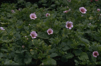 Malope trifida 'Pink Queen'