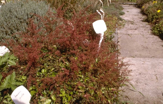 Spierstruik - Astilbe 'Inshriach Pink'