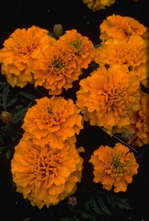 Klein afrikaantje - Tagetes patula 'Sunshine Orange'