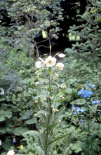 Schijnpapaver - Meconopsis napaulensis 'Wit'
