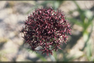 Sierui Look - Allium atropurpureum