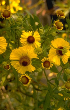 Sonnenblume - Helenium 'Goldrausch'