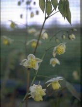 Elfenbloem - Epimedium pinnatum subsp. colchicum