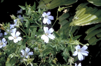 Ooievaarsbek - Geranium 'Mary Mottram'