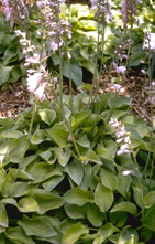 Hartlelie - Hosta 'Gold Edger'