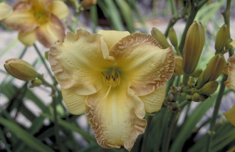 Daglelie - Hemerocallis 'Angel Unawares'