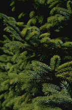 Spar - Picea jezoensis