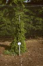 Servische spar - Picea omorika 'Pendula Bruns'