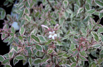 Abelia - Abelia grandiflora 'Confetti'