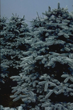 Echte kerstboom - Blauwspar - Picea pungens glauca gezaagd