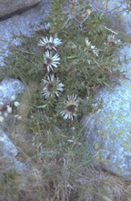 Carlina acaulis subsp. simplex