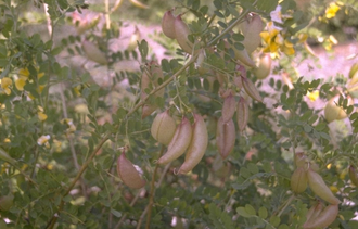 Europese blazenstruik - Colutea arborescens