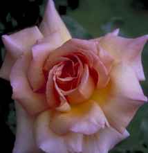 Grootbloemige klimroos - Rosa 'Compassion'