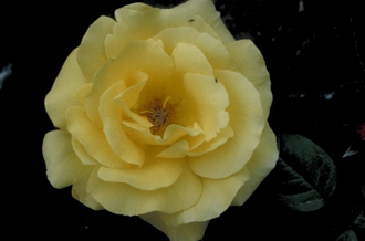 Grootbloemige roos - Rosa 'Auguste Victoria'
