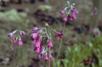 Sleutelbloem - Primula secundiflora