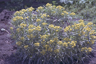 Strohblume - Helichrysum 'Schwefellicht'