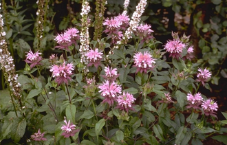 Bio-Bergamotte-Pflanze - Monarda 'Beauty of Cobham'