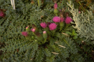 Aarddistel - Cirsium acaule