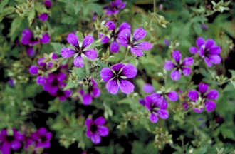 Ooievaarsbek - Geranium 'Vision violet'