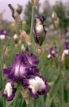 Iris 'Stepping Out