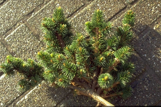 Gemeine Fichte - Picea abies 'Cranstonii'