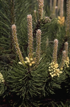 Latschenkiefer - Pinus mugo