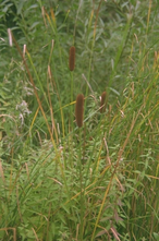 Kleine lisdodde - Typha angustifolia