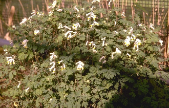 Geelwitte helmbloem - Pseudofumaria alba