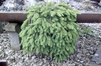 Rotfichte - Picea abies 'Formanek'.