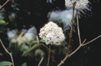 Sneeuwbal - Viburnum Buddlejifolium