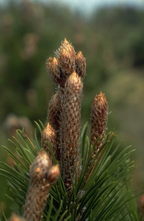 Schlangenhäute - Pinus leucodermis 'Boemer