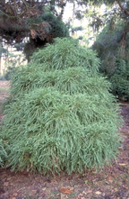 Japanische Zypresse - Cryptomeria japonica 'Globosa