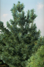 Koreaanse den - Pinus koraiensis