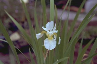 Lis - Iris sanguinea 'Snow Queen'