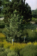 Den - Pinus flexilis 'Firmament'