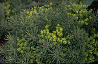 Zypressen-Wolfsmilch - Euphorbia cyparissias 'Clarice Howard'