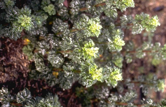 Bijvoet - Artemisia vulgaris 'Crispa'