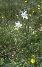 St. Brunolelie - Paradisea liliastrum