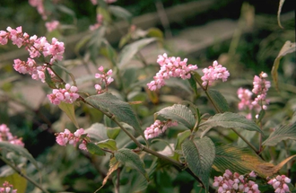 Klokjesduizendknoop - Persicaria campanulata