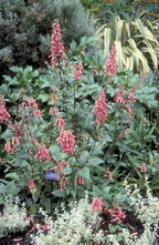 Kaapse Fuchsia - Phygelius 'Trewidden Pink'