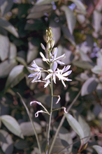 Grote graslelie - Anthericum liliago