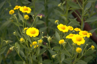 Sonnenblume - Helenium 'Gartensonne