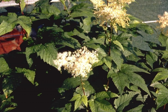 Spierstruik - Filipendula kamtschatica