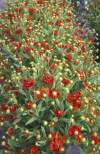 Sonnenblume - Helenium 'Indianersommer'