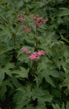 Spierstruik - Filipendula purpurea