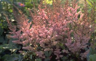 Spierstruik - Astilbe chinensis 'Serenade'