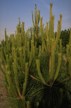 Japanse rode den - Pinus densiflora 'Lausanne'