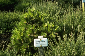 Zwarte den - Pinus nigra 'Hornibrookiana'